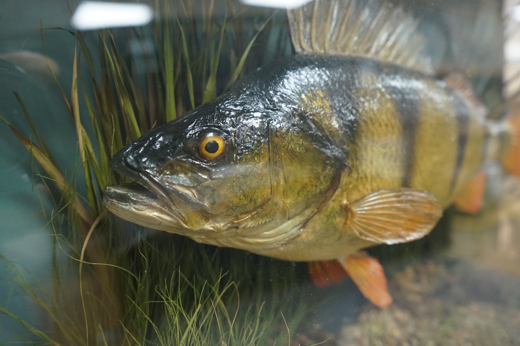 A 20th century taxidermy European Perch in case, with paper label reading; ‘Preserved by J. Cooper & Sons, 28 Radnor Street, St Luke’s, London E.C.’, dimensions; 52cm wide, 31.5cm high, 13cm deep